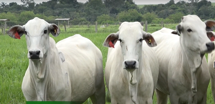 Sanidade e melhoramento genético, as bases que fazem da pecuária brasileira uma potência
