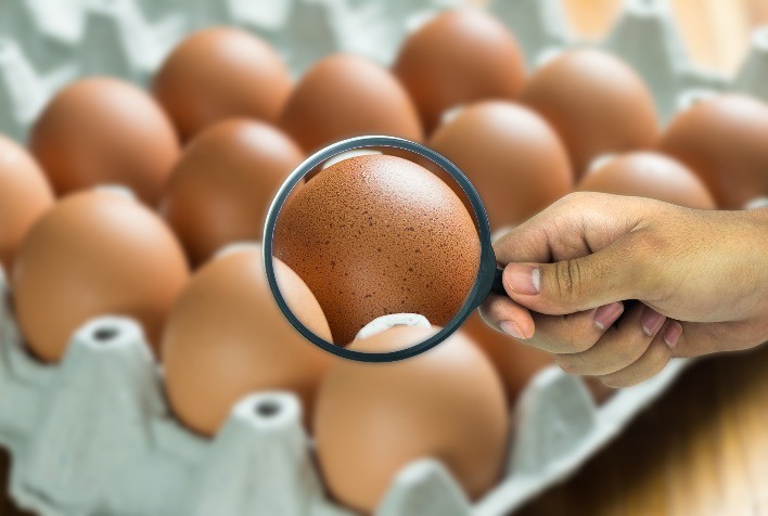 Fatores que influenciam a qualidade da casca do ovo e como melhorá-la na avicultura