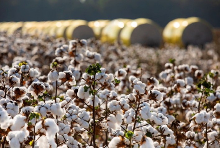 Estimativa de produção de algodão cresce em Mato Grosso com impacto das chuvas tardias