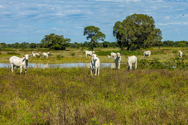STF analisará nova lei do Pantanal com participação da Famato