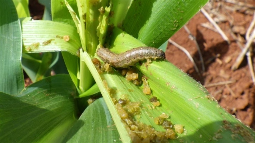 Lagartas desenvolvem resistência, e biotecnologias e inseticidas perdem eficiência no Brasil
