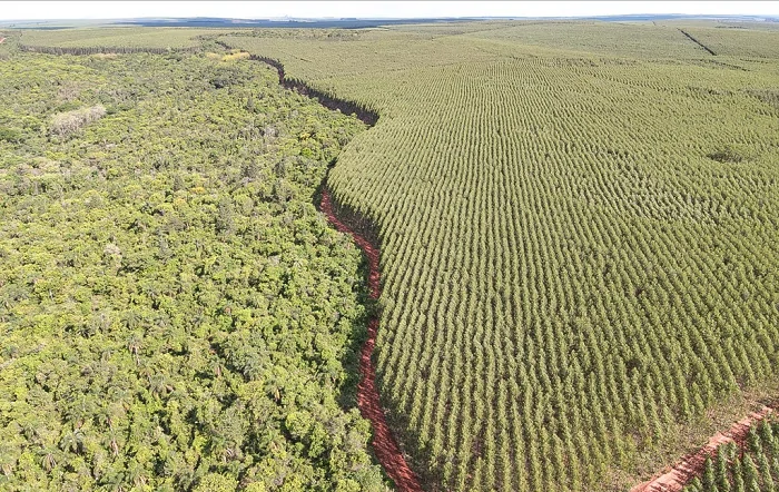 Produtos que você nem imagina que vêm das árvores cultivadas