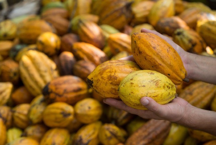 Brasil retoma protagonismo na produção de cacau com uso de tecnologia e investimentos no cerrado baiano