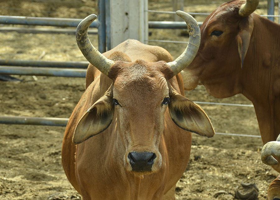 Gado resistente ao calor ganha certificação genética no Semiárido