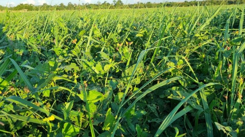 Workshop mostra resultados da integração lavoura-pecuária e discute carbono no sistema agropecuário