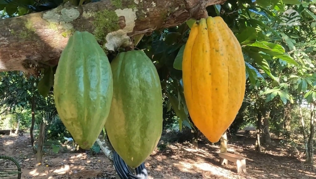 Fruto da terra: O cacau que está transformando vidas em Mato Grosso