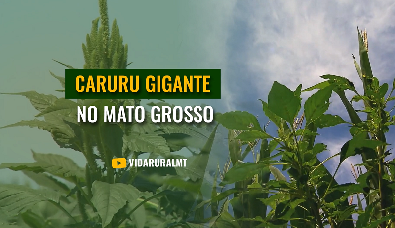 O AVANÇO DO CARURU GIGANTE NO MATO GROSSO PREOCUPA PESQUISADORES