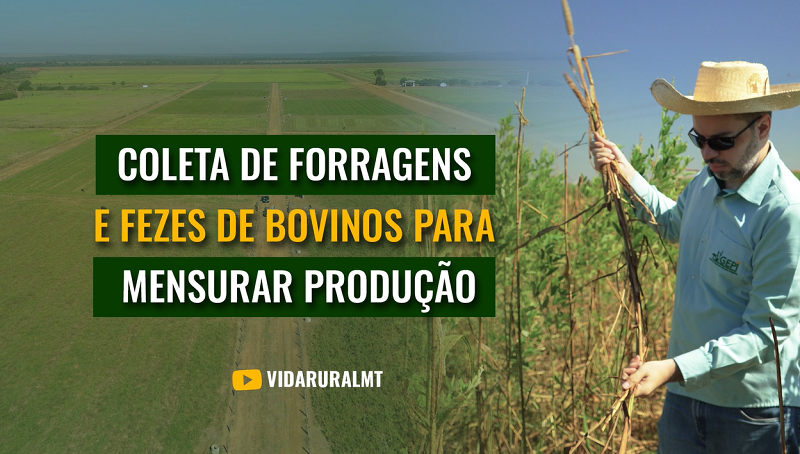 COLETA DE FORRAGENS E FEZES DE BOVINOS PARA MENSURAR PRODUÇÃO