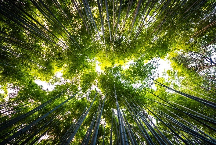 CPR Verde se consolida como alternativa para produtores que querem preservar e lucrar com o meio ambiente
