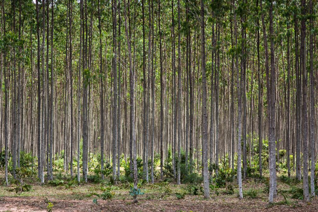 Governo de Mato Grosso apoia expedição que vai mapear florestas plantadas no Brasil