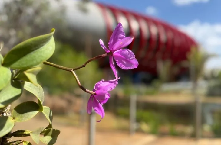 Conheça a orquídea símbolo do Mato Grosso do Sul