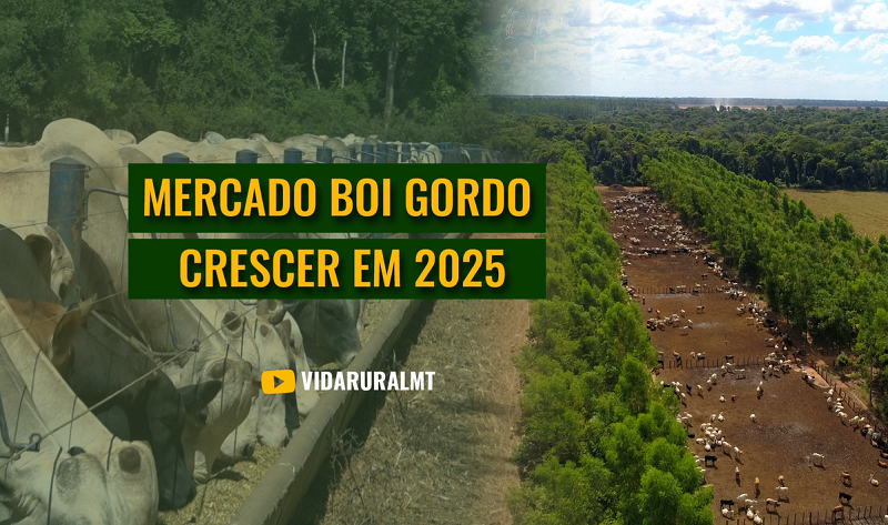 CONFINAMENTO DE BOVINOS DEVE CRESCER EM 2025