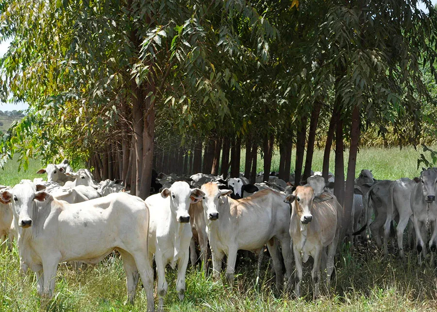 Pecuária brasileira acelera com tecnologia e gestão de dados