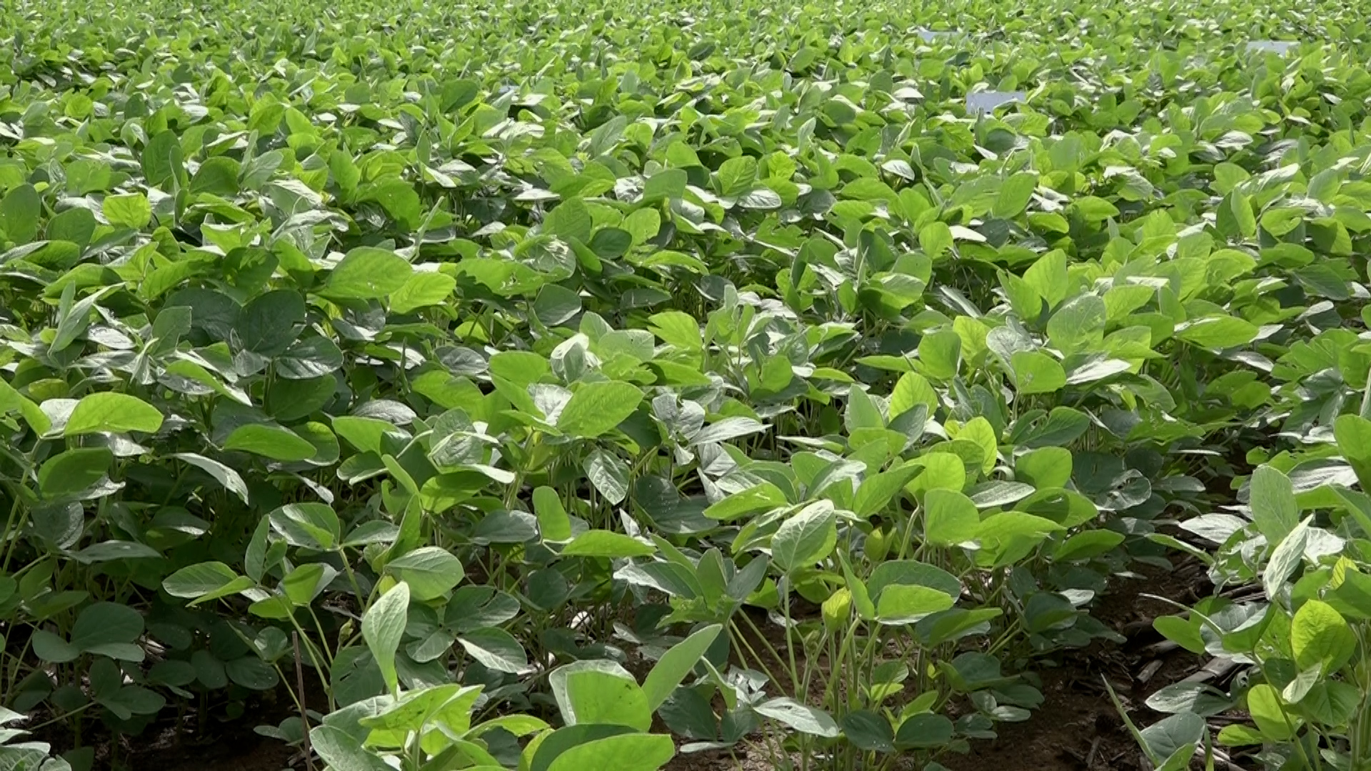 Percevejos e lagartas acendem alerta no início do plantio da soja – MAIS SOJA