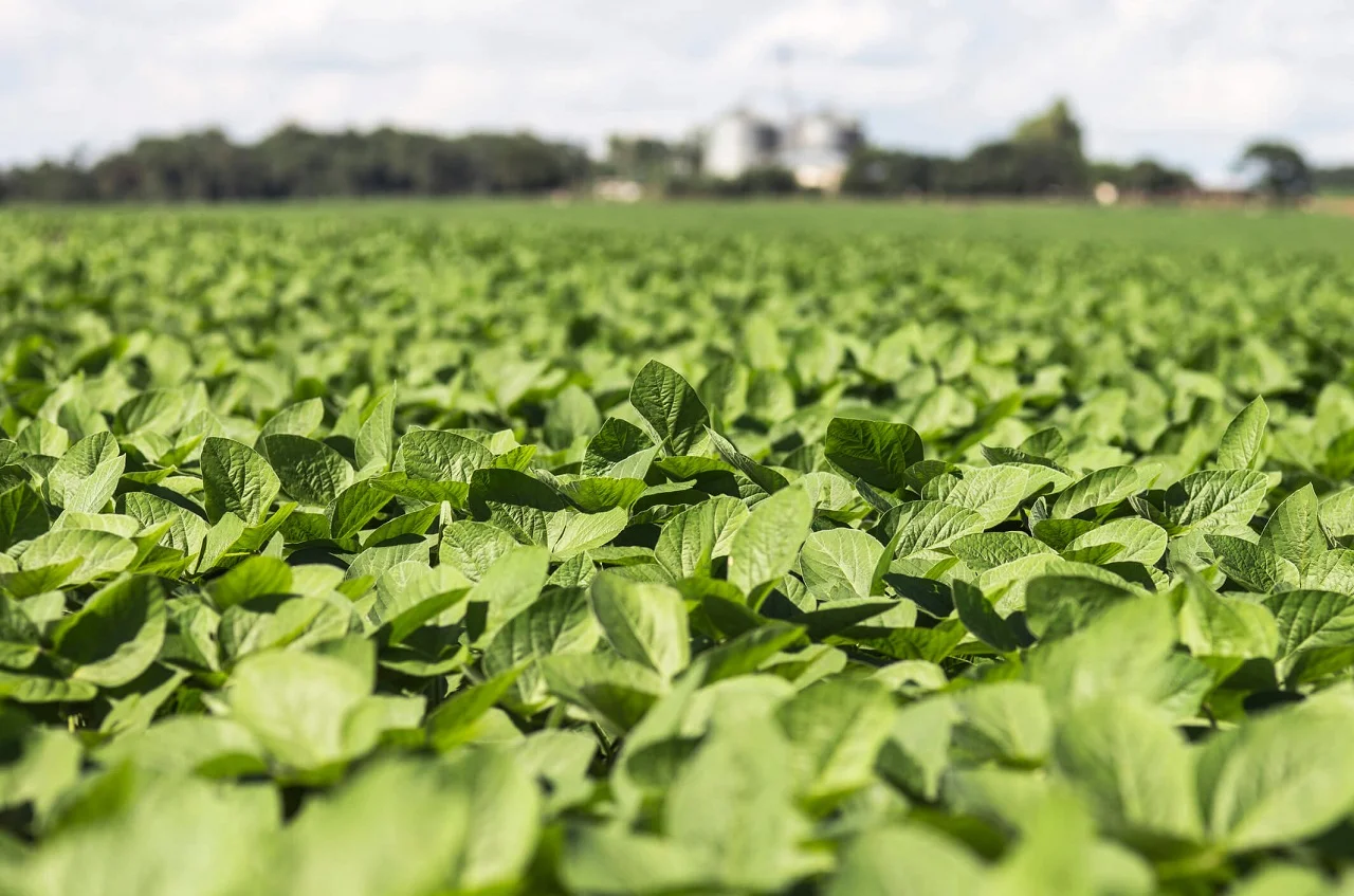 Agro atinge valorização recorde e muda os critérios de sucesso das empresas – MAIS SOJA