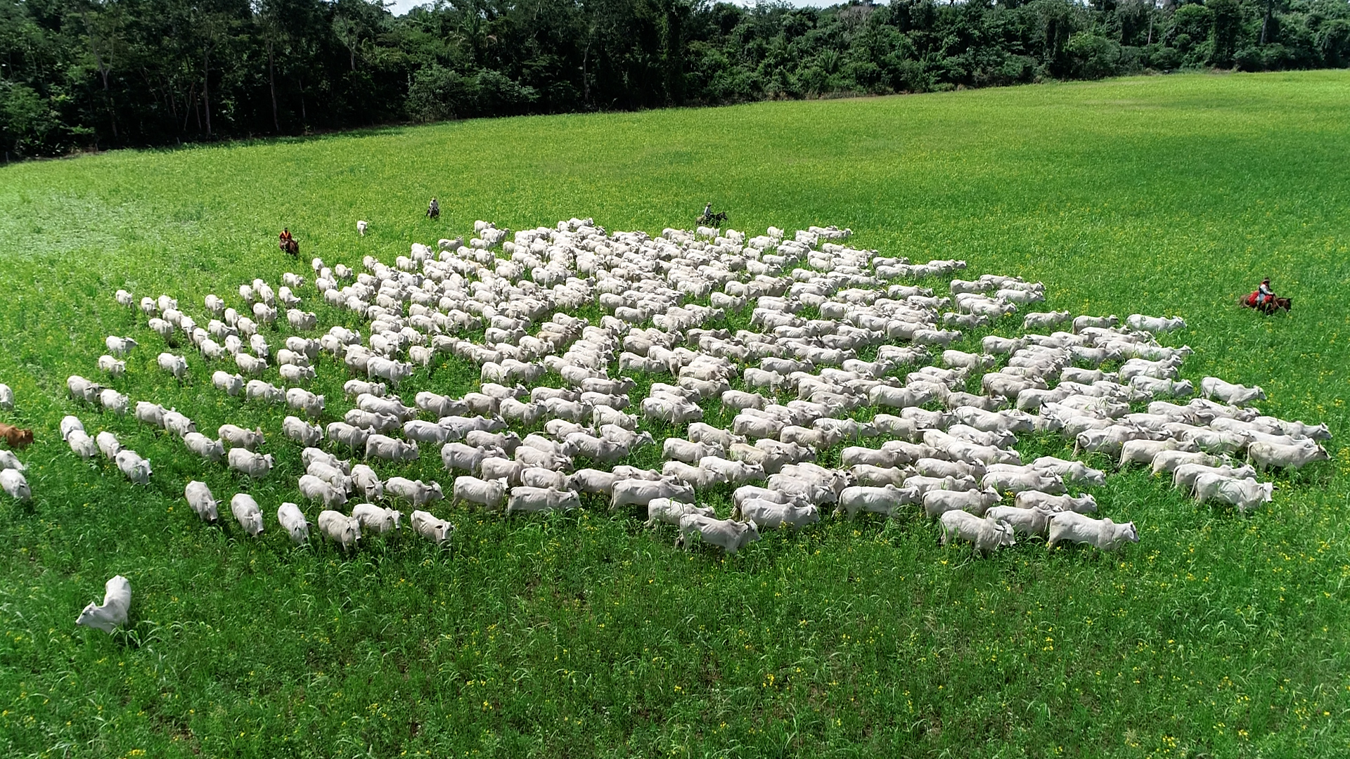 Ministério da Agricultura destaca soluções de baixo carbono para reduzir emissões na pecuária de corte
