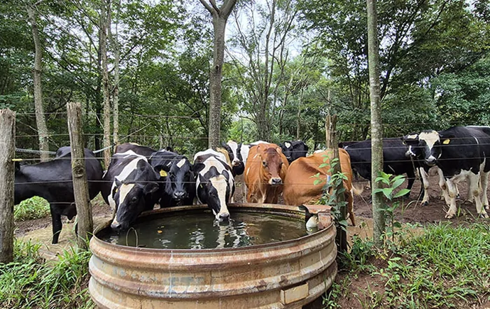 Práticas de manejo e aquecimento global impactam pegada hídrica na produção leiteira