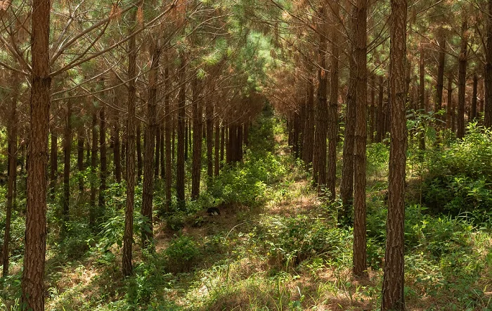 Silvicultura e COP30: setor abastece indústrias, gera valor econômico e ocupa papel fundamental nas metas de descarbonização