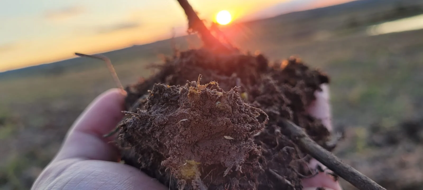 Modelos que estimam a densidade do solo reduzem custo para monitorar o estoque de carbono no solo em áreas de grãos – MAIS SOJA