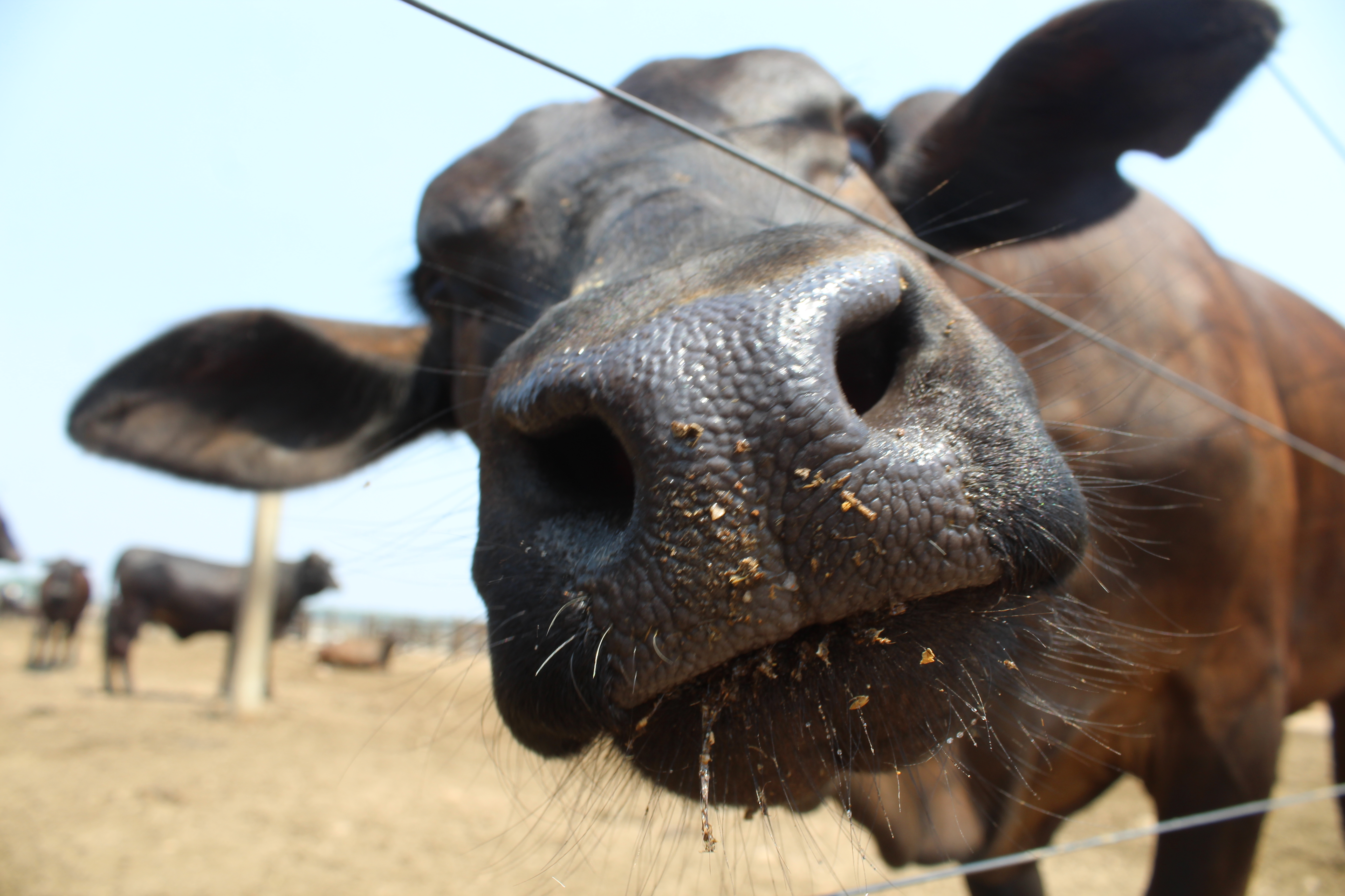 Agenda ESG- vale a pena na pecuária ?
