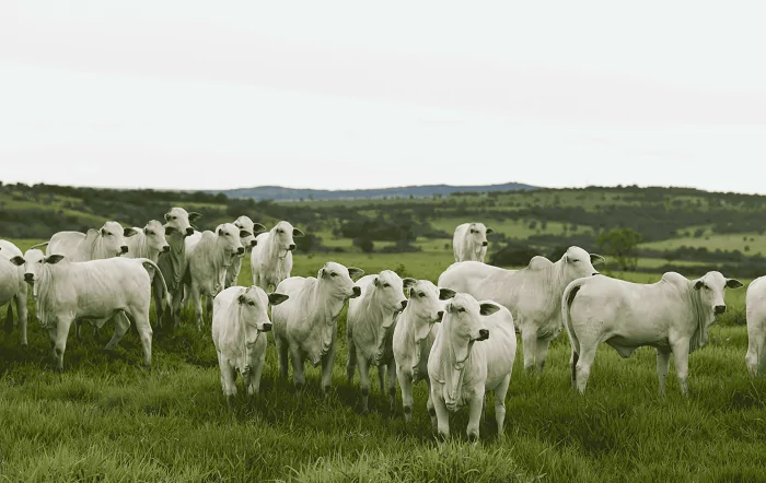 Do campo à mesa: caminho da carne começa com planejamento estratégico na reprodução, sanidade e genética eficientes