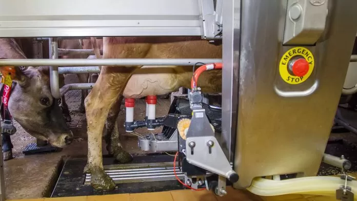 Novas tecnologias na produção de leite: ordenha robotizada