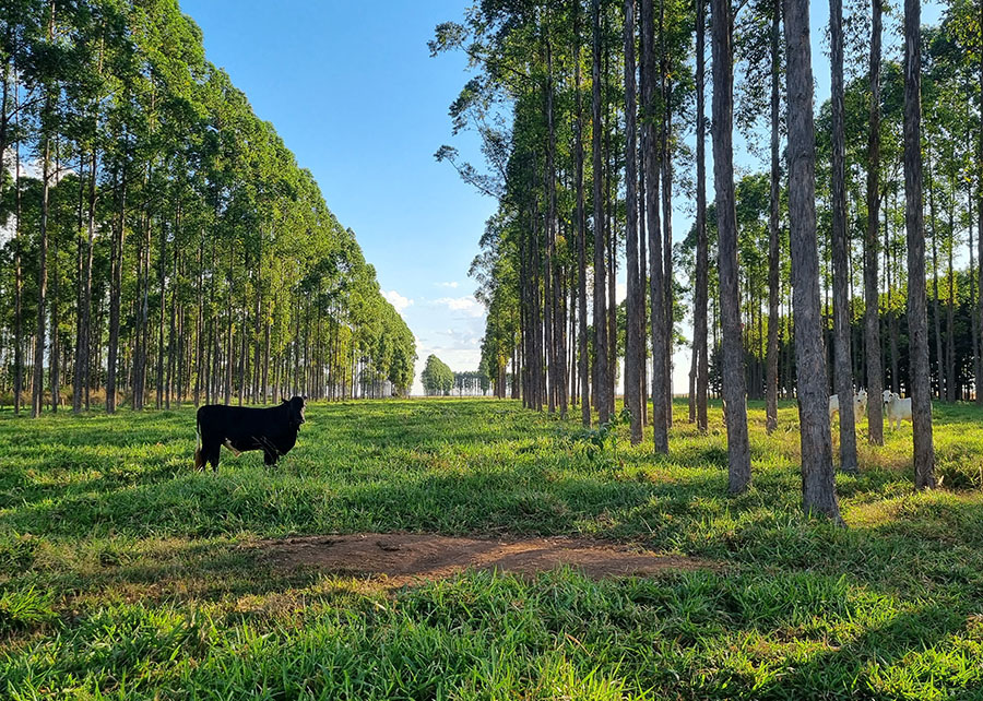 Estudo quantifica déficit de carbono associado a mudanças de uso da terra no Brasil