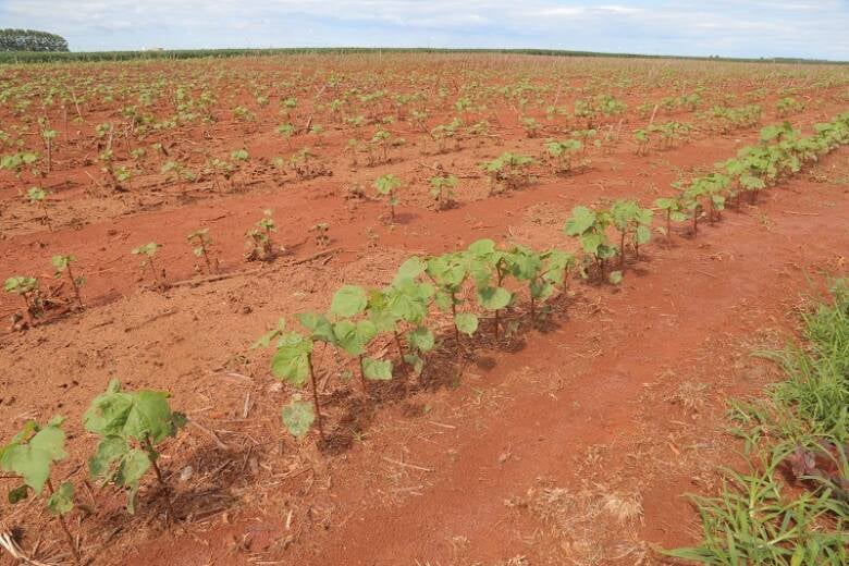Excesso de chuvas acende alerta para doenças e pragas no algodão em Mato Grosso, aponta Ampa