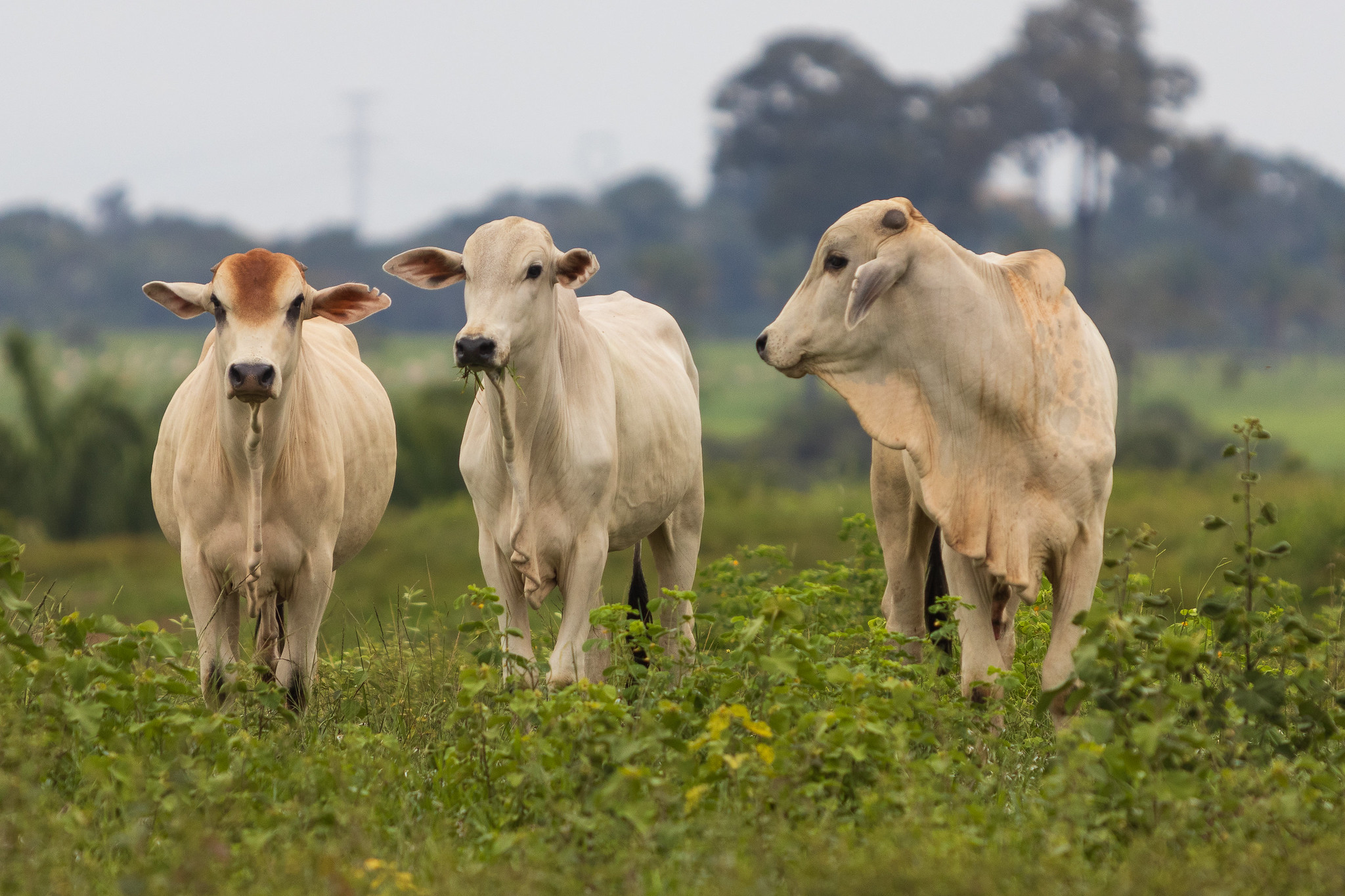 Abate de fêmeas alcança maior patamar da série histórica em Mato Grosso
