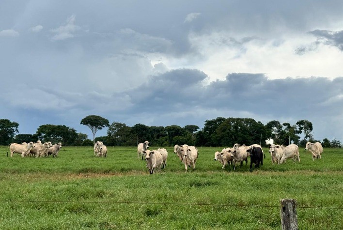 Pasto é lucro: estratégia de manejo promete produzir a arroba mais barata de 2026