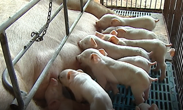 Suinocultura mato-grossense fecha 2025 com recordes de exportação e projeta 2026 de atenção aos custos e foco na industrialização