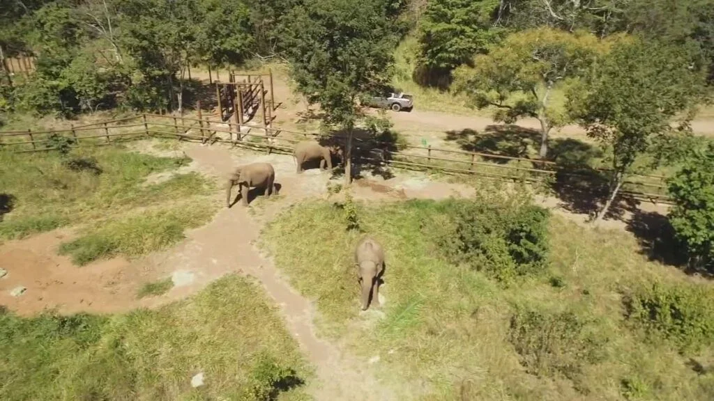 Santuário de Elefantes em MT volta a ter autorização para receber novos animais após proibição da Sema