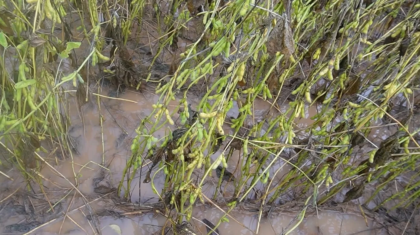 Com colheita e plantio atrasados, Mato Grosso tem 17 municípios em situação de emergência por chuvas