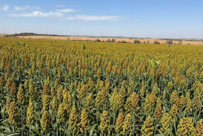 Culturas alternativas avançam e fortalecem a sustentabilidade na agricultura brasileira