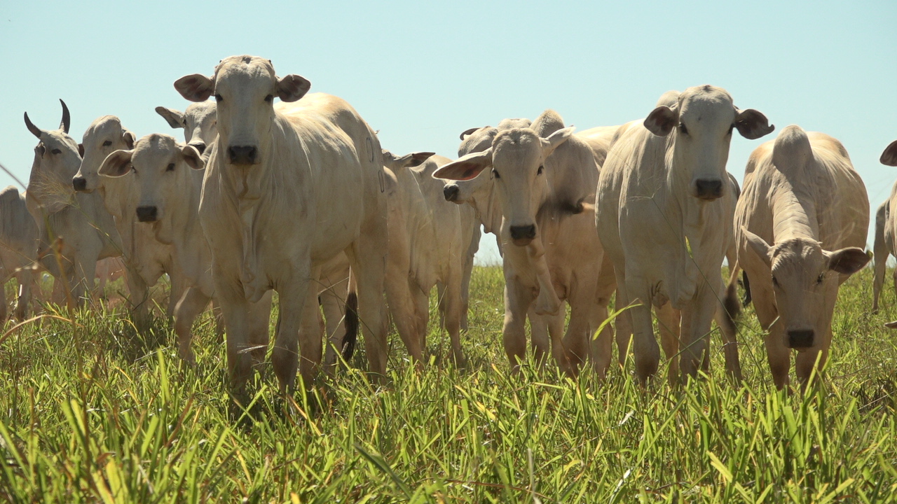 Pecuária brasileira reforça produtividade, inclusão e rastreabilidade para atender novas exigências do mercado global