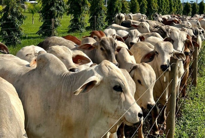 Custo alimentar do confinamento atinge menor nível histórico no Centro-Oeste e amplia rentabilidade da pecuária