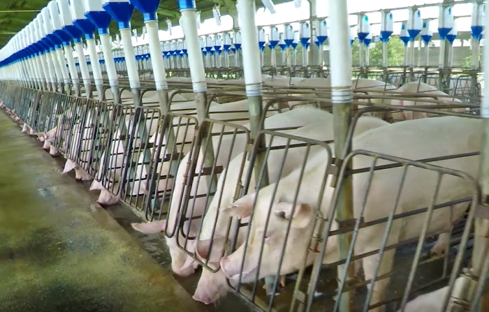 Produção animal avança para modelo preventivo no controle de microrganismos e reduz dependência de antibióticos