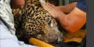 Onça que devorou caseiro não voltará para mata; entenda futuro do animal