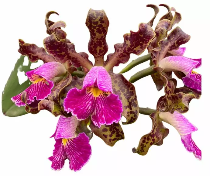 Exposição Nacional de Orquídeas