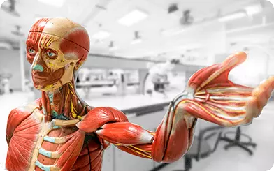 Curso Noções Básicas de Anatomia