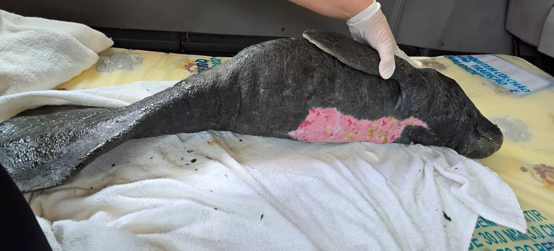 Esforço conjunto salva filhotes de peixe-boi-da-amazônia no Pará