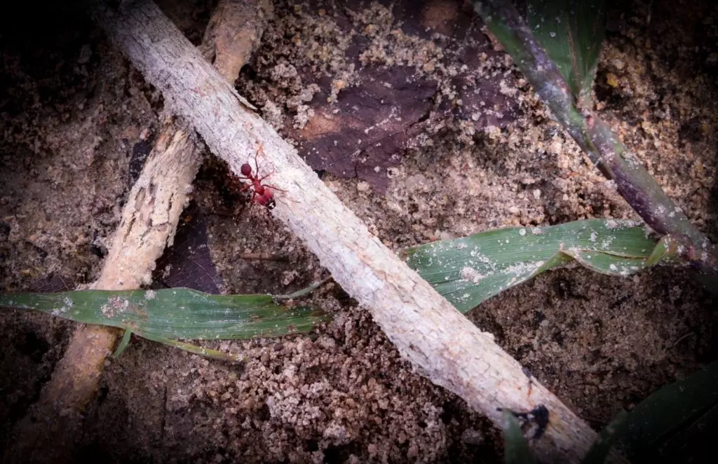 Com apoio do Governo do Amazonas, pesquisa identifica deslocamento das formigas no Arquipélago de Anavilhanas