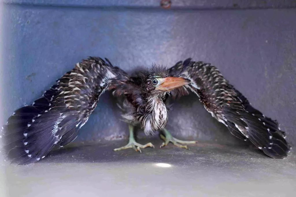 Ipaam resgata filhote de socó-boi e jiboia em bairros da Zona Leste de Manaus