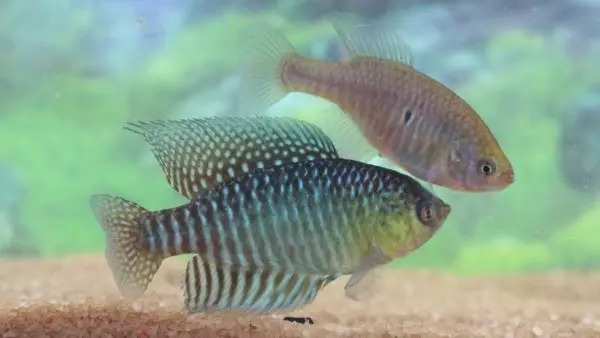 A ACADEMINA PESQUISA - Nova espécie de peixe das nuvens identificada no Rio Grande do Norte leva nome do presidente Lula