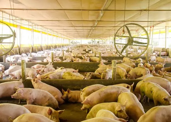 TI NA GRANJA | Nova tecnologia mede segurança sanitária de granjas de suínos