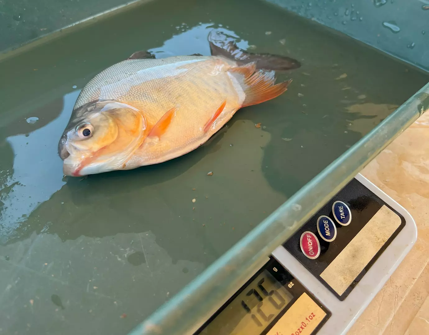 GENÉTICA DO TAMBAQUI ][  Embrapa Pesca e Aquicultura promove dia de campo sobre a espécie amazônica