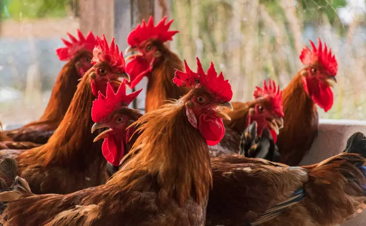 DEFESA AGROPECUÁRIA ][ Adapec monitora 20 municípios contra gripe aviária e doença newcastle