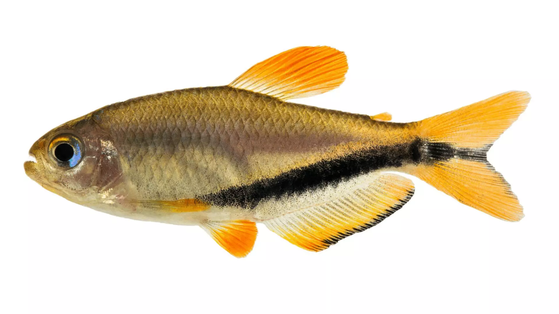 Imagem SlidePrincipal