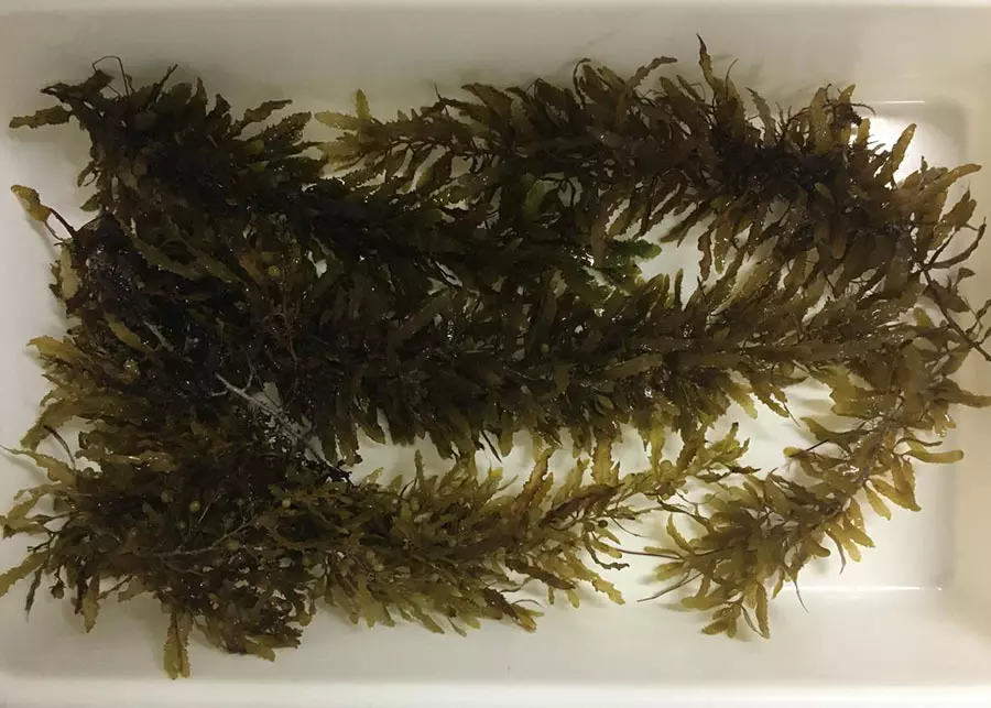 ECONOMIA AZUL ][ Rede de pesquisa internacional aposta em algas marinhas como alimento sustentável do futuro