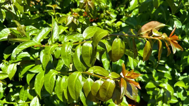 ESTUDO ][ Farinhas de amoreira e ora-pro-nóbis reforçam nutrição e imunidade dos peixes